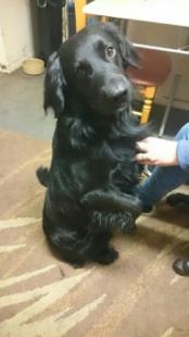 Black Male Spaniel Cross Missing from Gwithian Towans, Hayle, Cornwall, TR27 area, (South West) on Monday, 18th January 2016 Went missing 11am Was sighted 4pm Angarrack, Hayle Black Male Spaniel Cross Missing from Gwithian Towans, Hayle, Cornwall, TR27 area, (South West) on Monday, 18th January 2016 Went missing 11am Was sighted 4pm Angarrack, Hayle