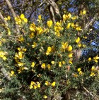 Kissing still in season?